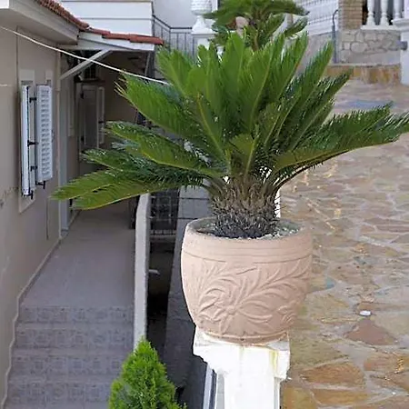 Corali